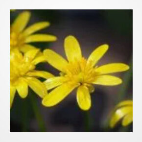 design bouw webshop kwekerij bloemen planten