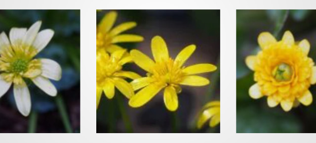 design bouw webshop kwekerij bloemen planten